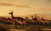 John James Audubon Startled Deer A Prairie Scene china oil painting artist